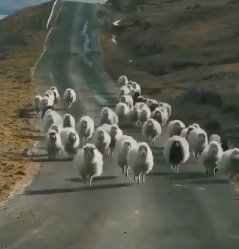 Sheeps